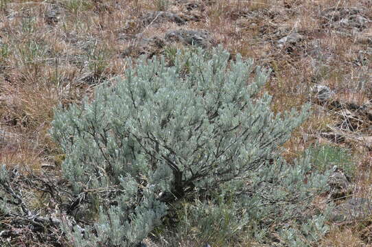 Sivun Artemisia rigida (Nutt.) A. Gray kuva