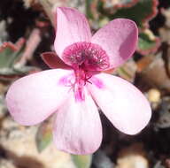 Image of Pelargonium burgerianum J. J. A. Van der Walt