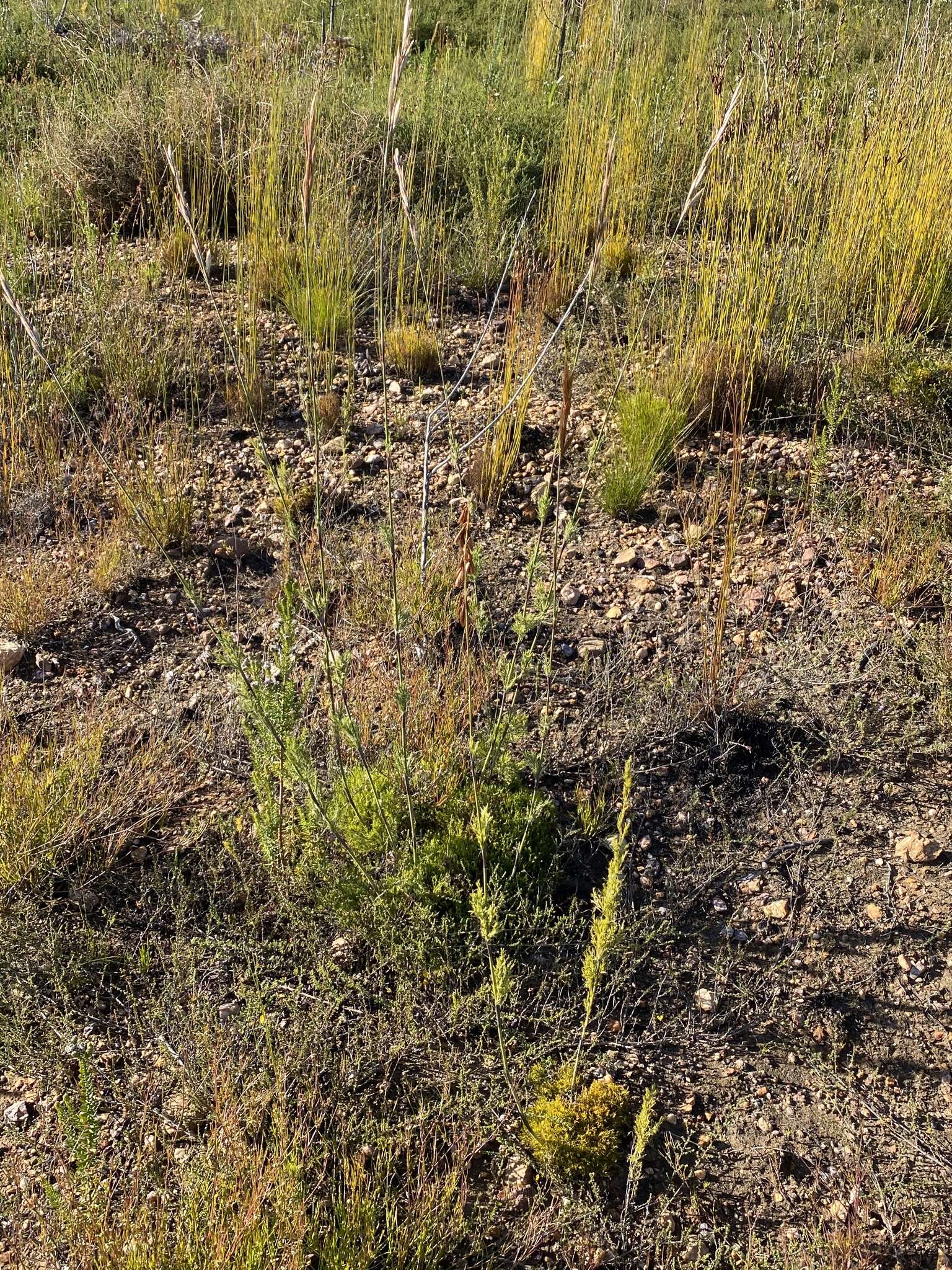 Image of Thamnochortus cinereus H. P. Linder