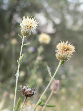 Image of Centaurea collina L.