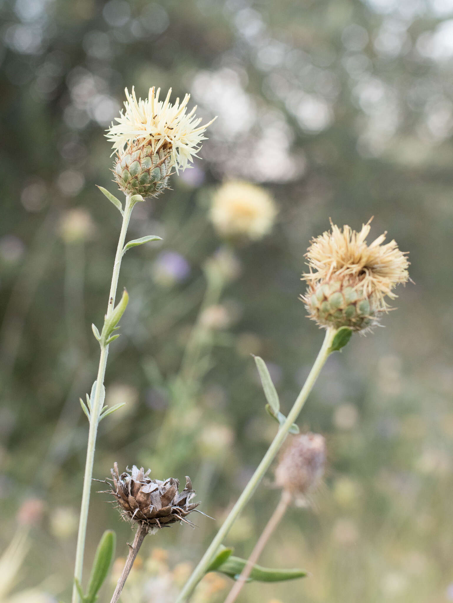 Plancia ëd Centaurea collina L.