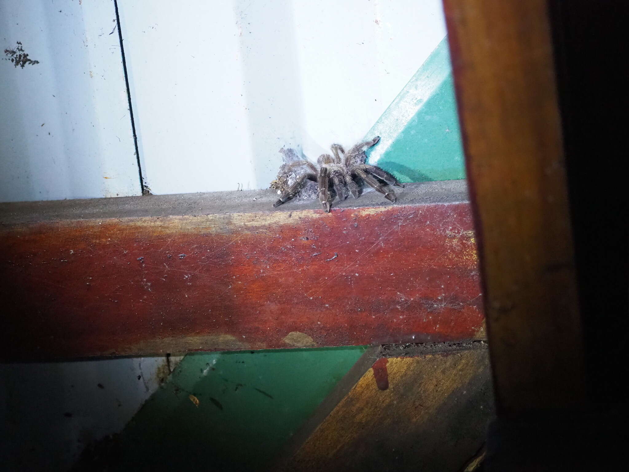 Image of Costa Rican Chevron Tarantula