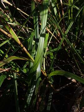 Image of Gahnia melanocarpa R. Br.