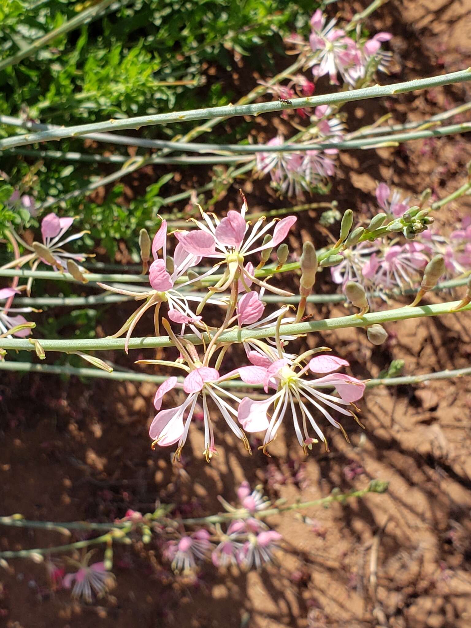 Sivun Oenothera sinuosa W. L. Wagner & Hoch kuva