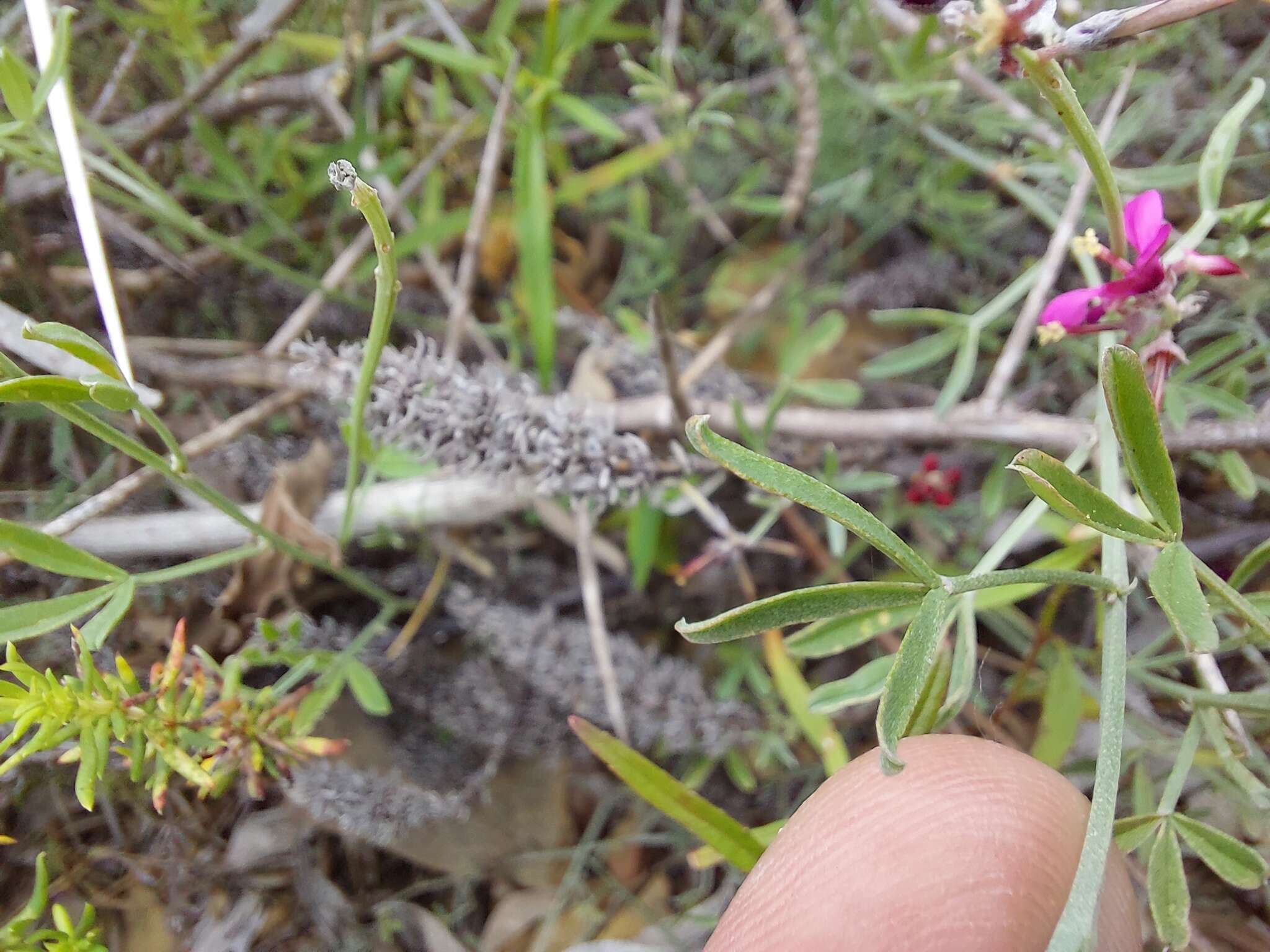 Image of Indigofera complicata Eckl. & Zeyh.