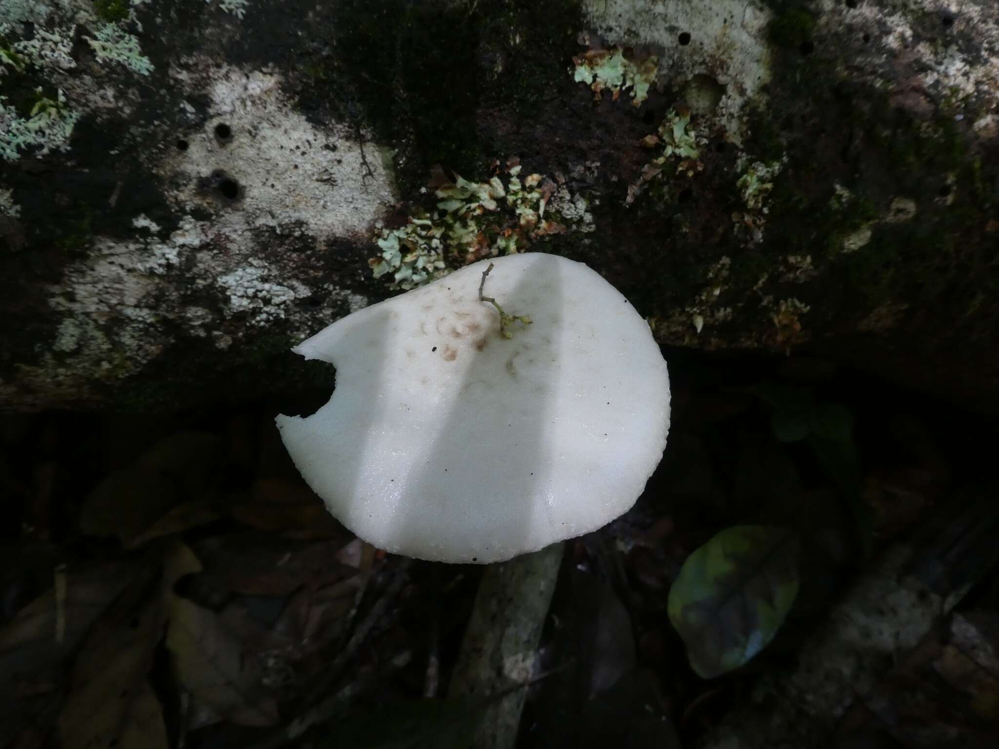 Image of Oudemansiella exannulata (Cleland & Cheel) R. H. Petersen 2010