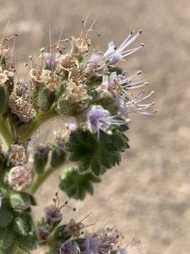 Phacelia palmeri Torr. ex S. Wats.的圖片