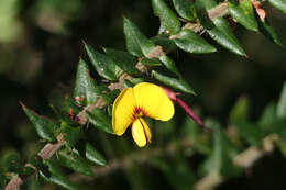 Image of Bossiaea cordifolia