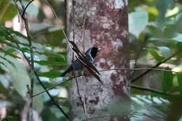 Image of Spot-winged Monarch