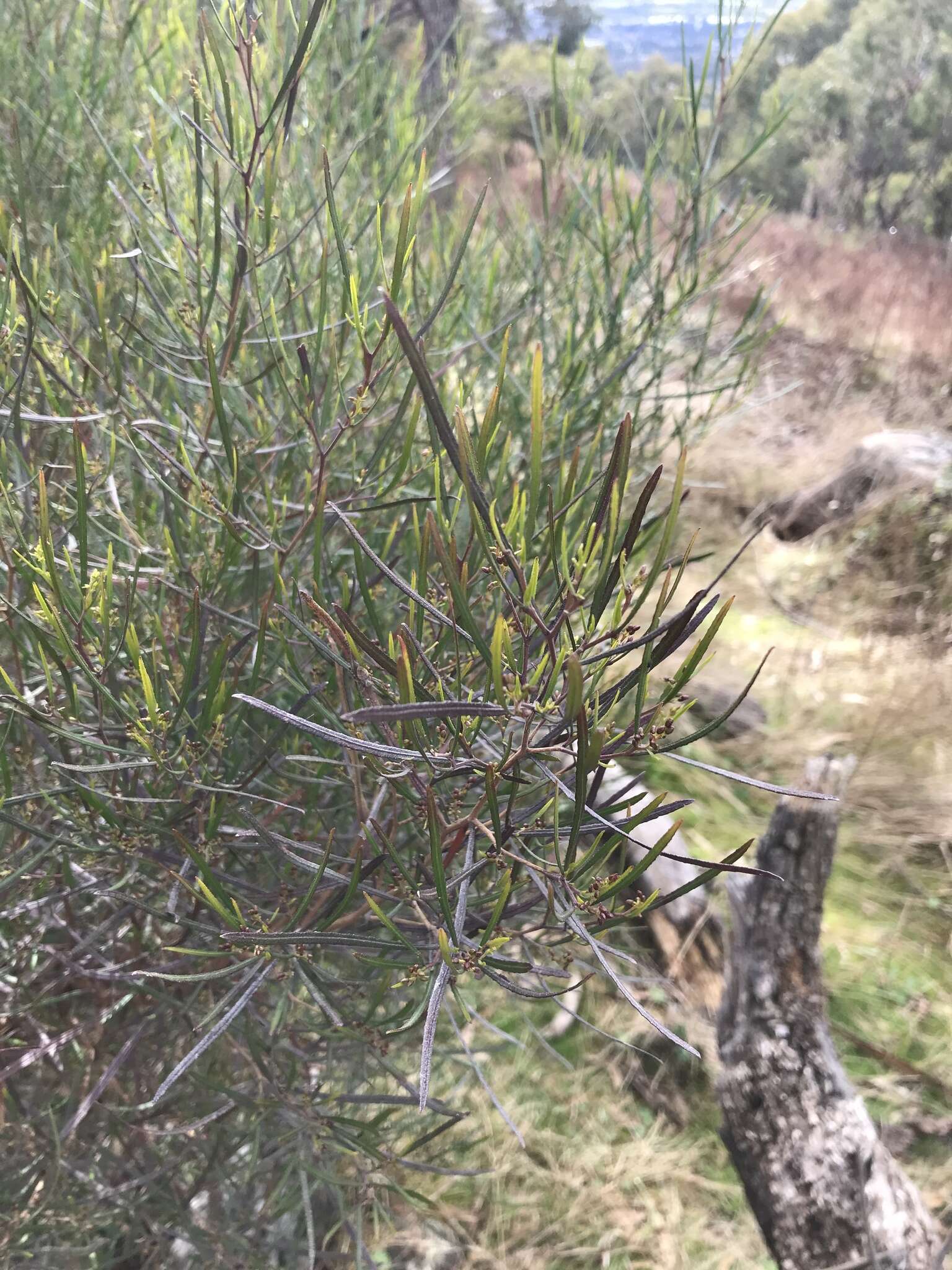 Image of narrow-leaf hopbush