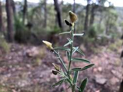 Слика од Crotalaria brevis Domin