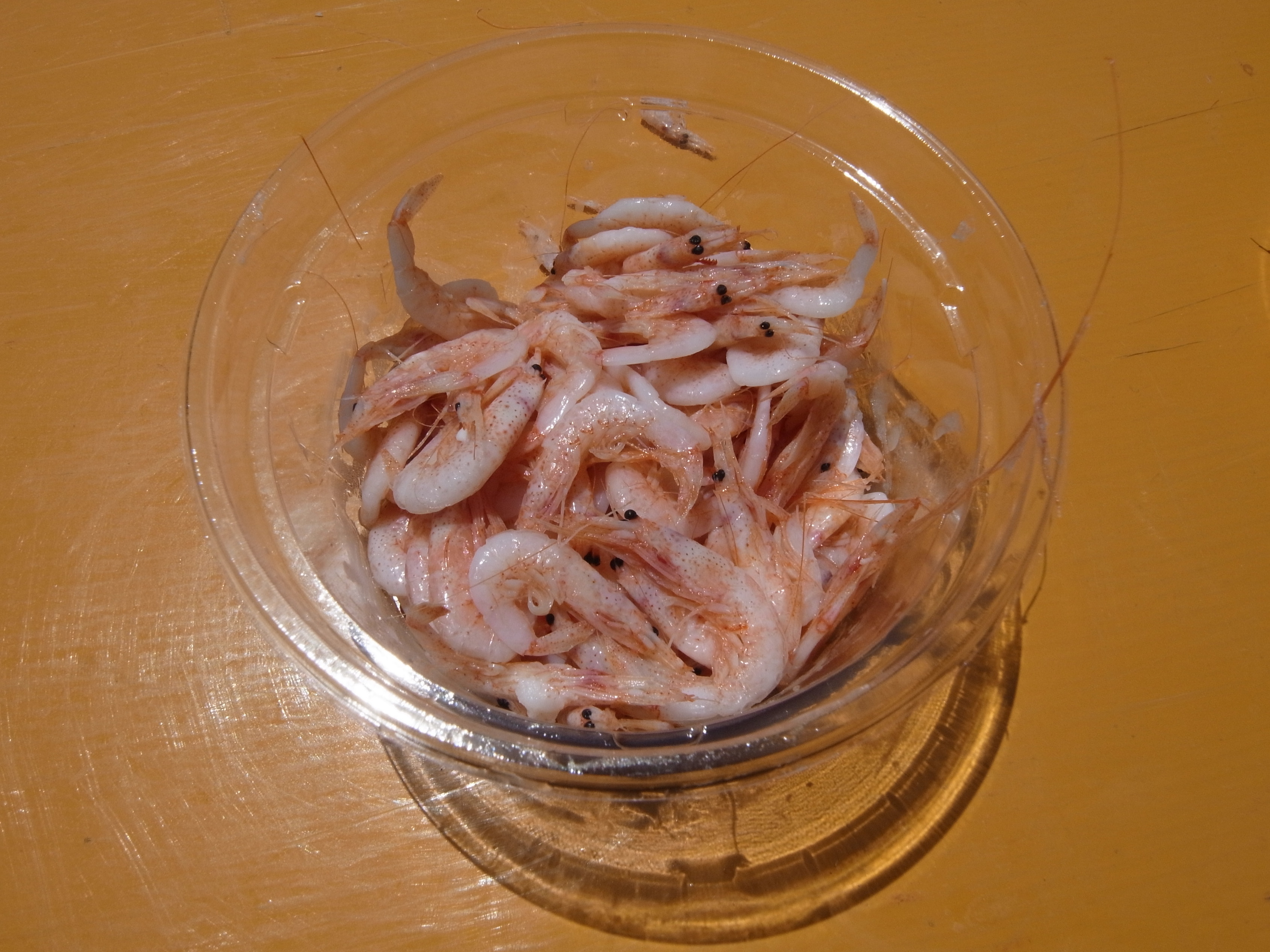 Image of sakura shrimp
