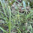 Image de Lysimachia graminea (Greene) Hand.-Mazz.