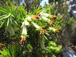 Image of Erica banksia subsp. comptonii (Salter) E. G. H. Oliv. & I. M. Oliv.