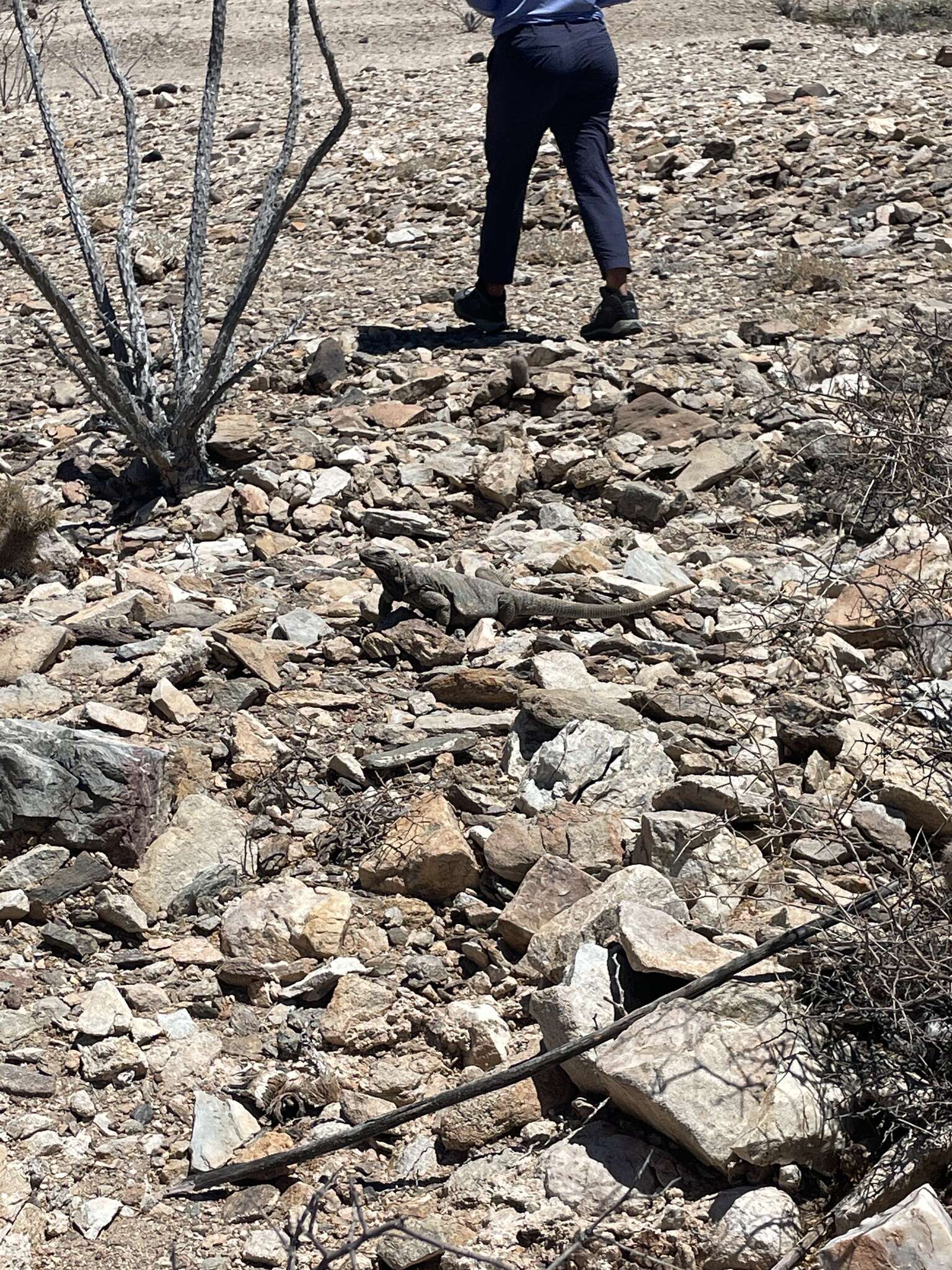 Image of Angel Island chuckwalla