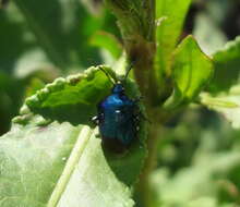 <i>Dorycoris pavonius</i> resmi