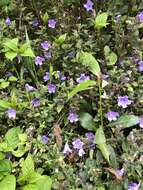 Strobilanthes rankanensis Hayata resmi