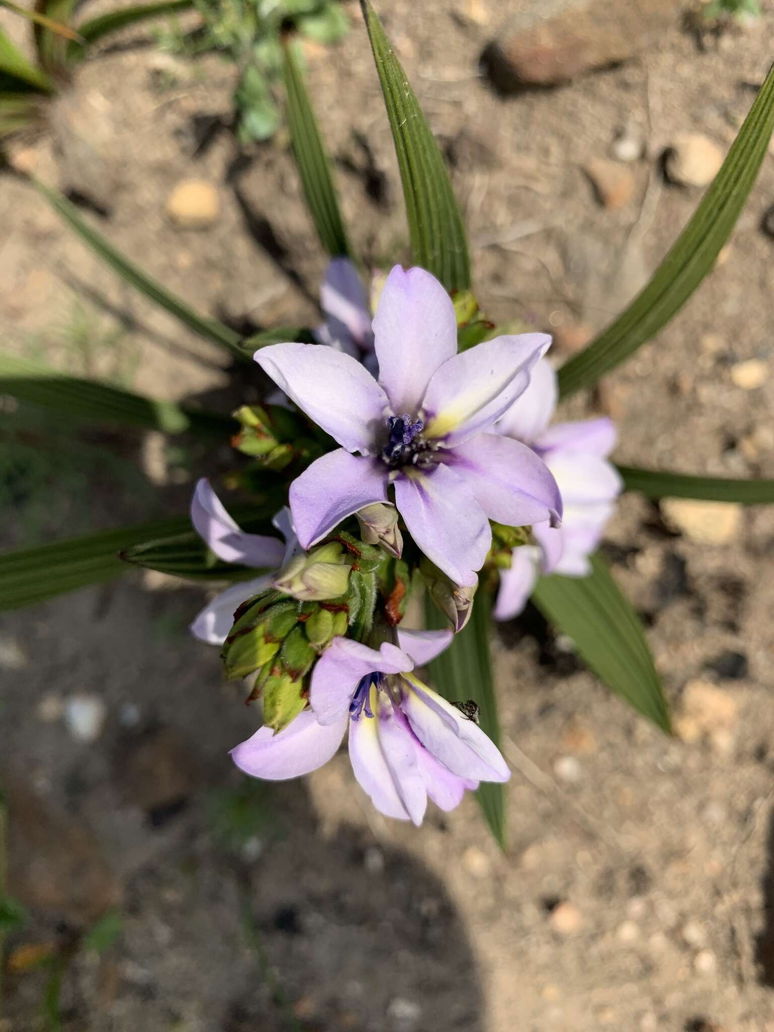 Image de Babiana fragrans (Jacq.) Steud.