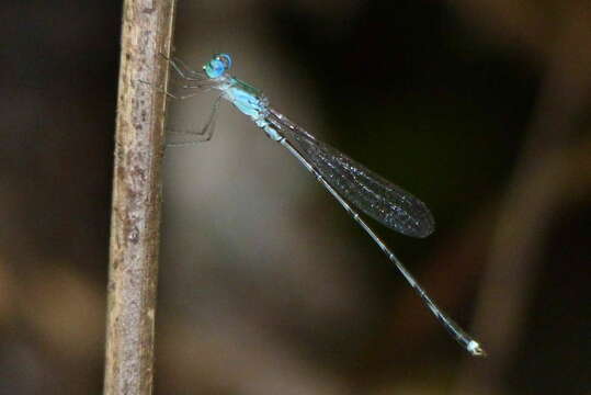 Image of Indolestes luxatus (Lieftinck 1932)