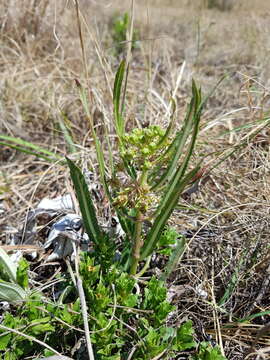 Image of Xysmalobium brownianum S. Moore