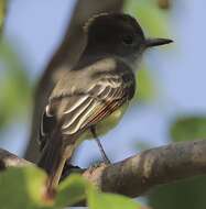 Image of Stolid Flycatcher