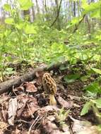 Image of Morchella diminutiva M. Kuo, Dewsbury, Moncalvo & S. L. Stephenson 2013