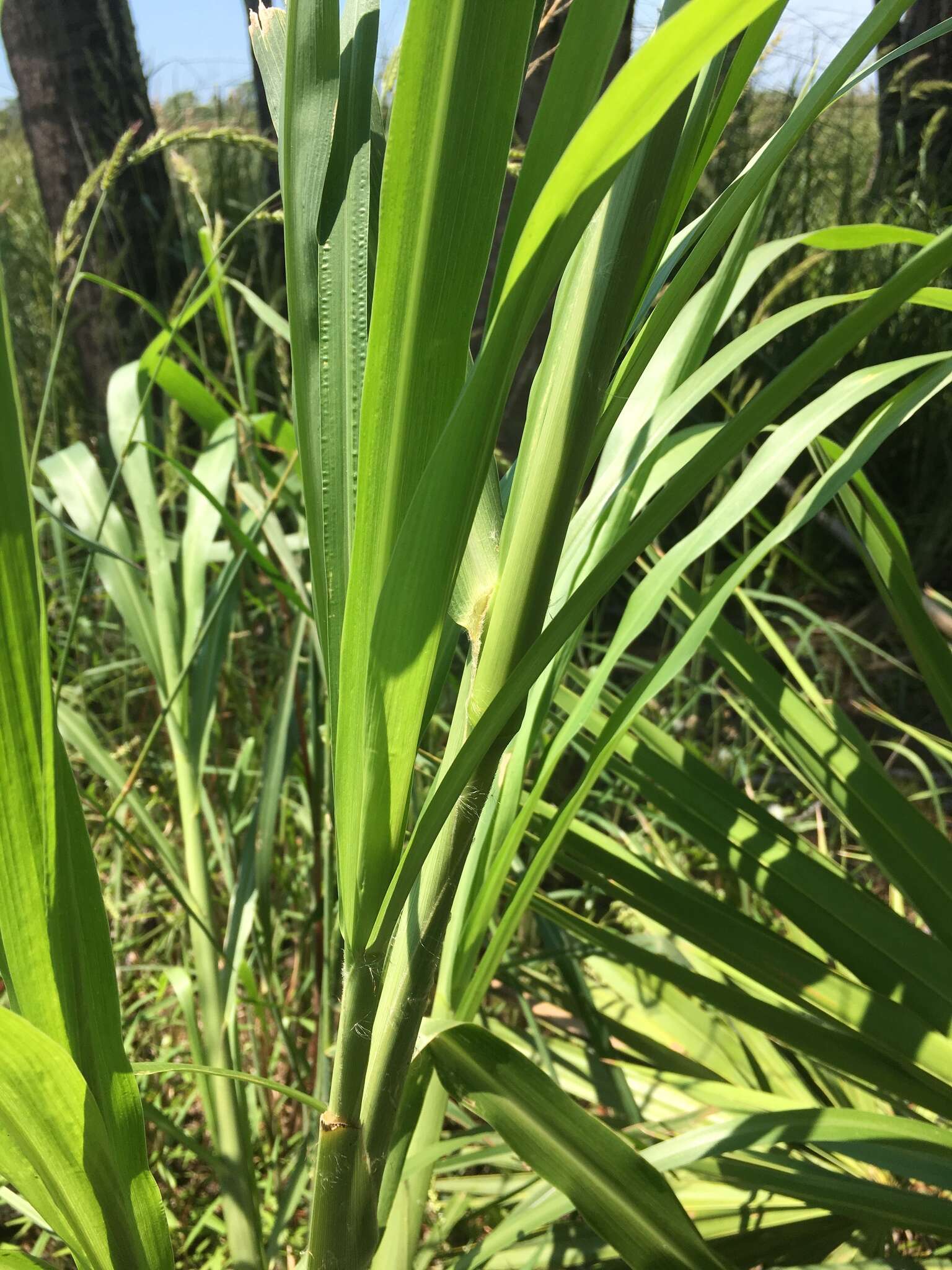 Image of Giant Bristle Grass