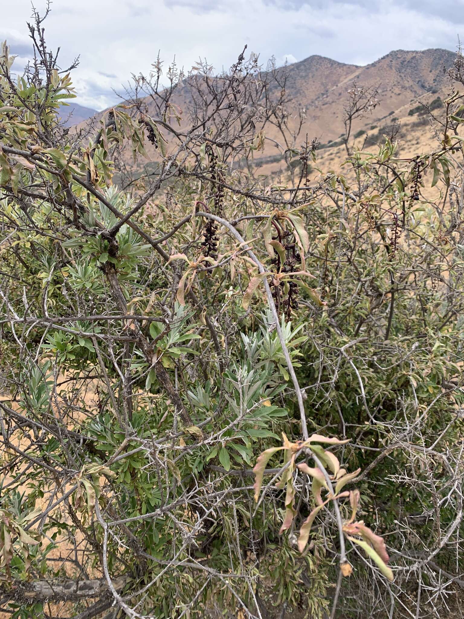 Image de Proustia cuneifolia subsp. cinerea (Phil.) Luebert