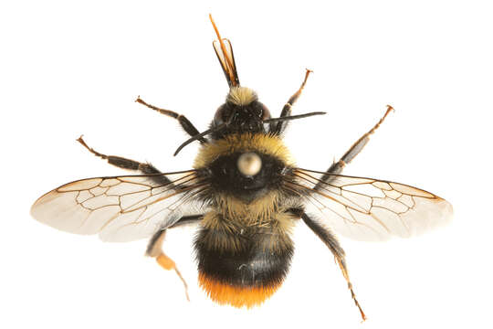 Image of Red tailed bumblebee