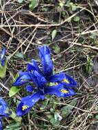 Plancia ëd Iris reticulata M. Bieb.