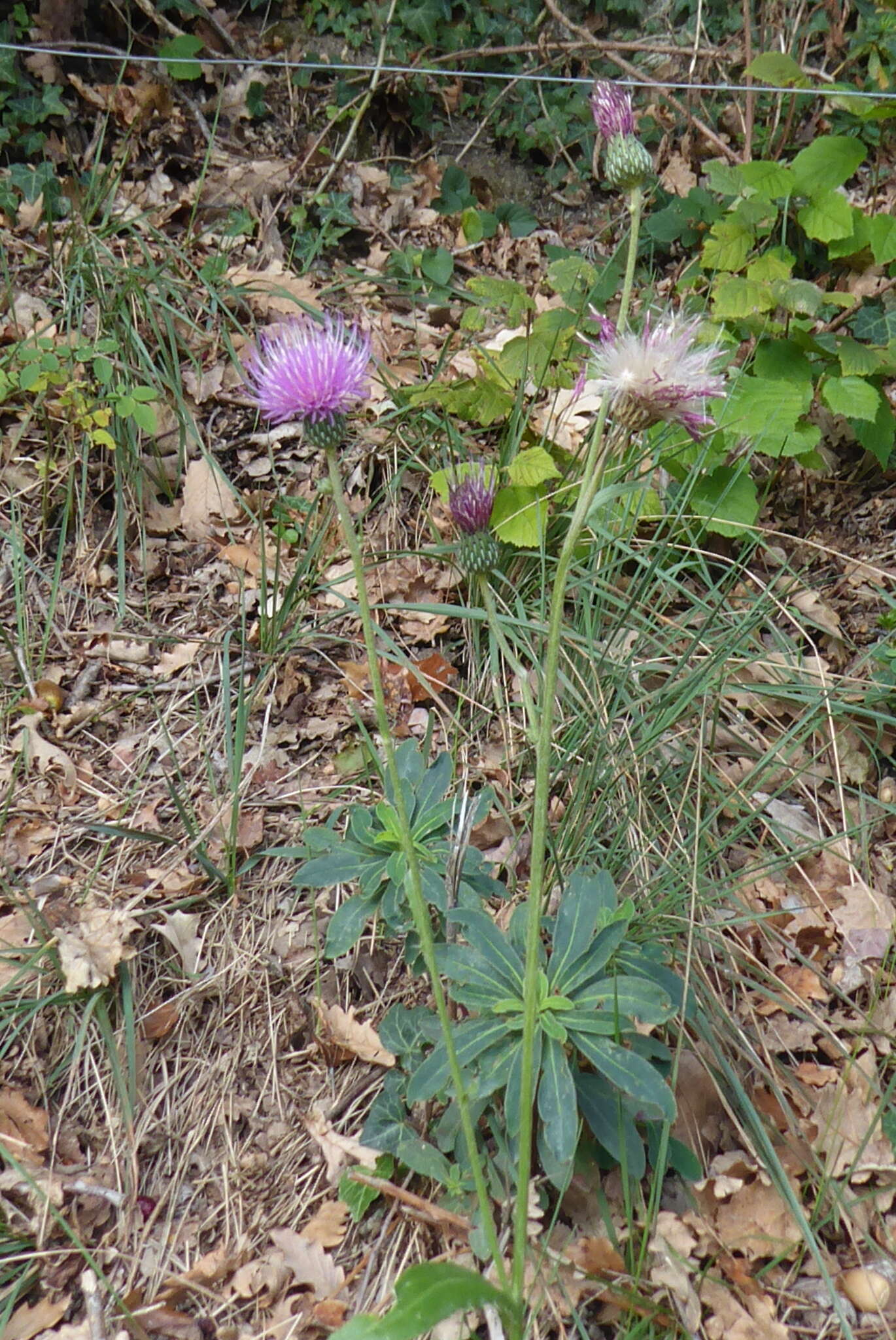 Imagem de Cirsium monspessulanum (L.) Hill