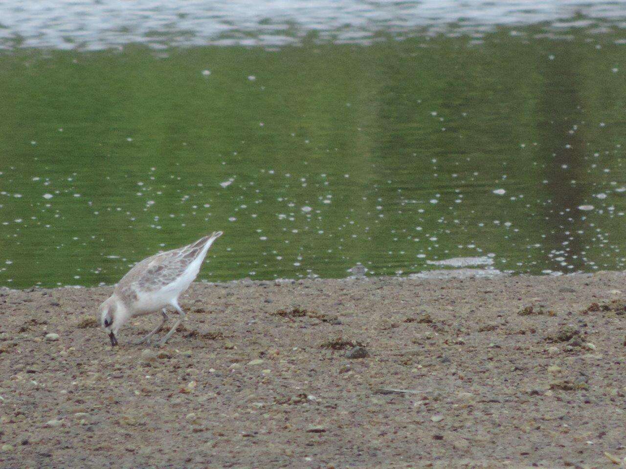 Charadrius obscurus aquilonius Dowding 1994 resmi