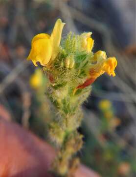 Image of Linaria saxatilis (L.) Chaz.