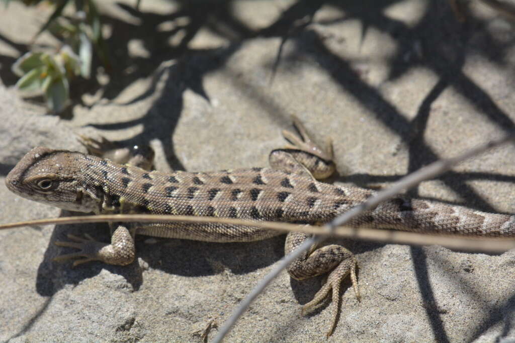 Liolaemus melanops Burmeister 1888 resmi