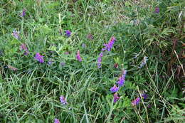 Image of Vicia amurensis Oett.