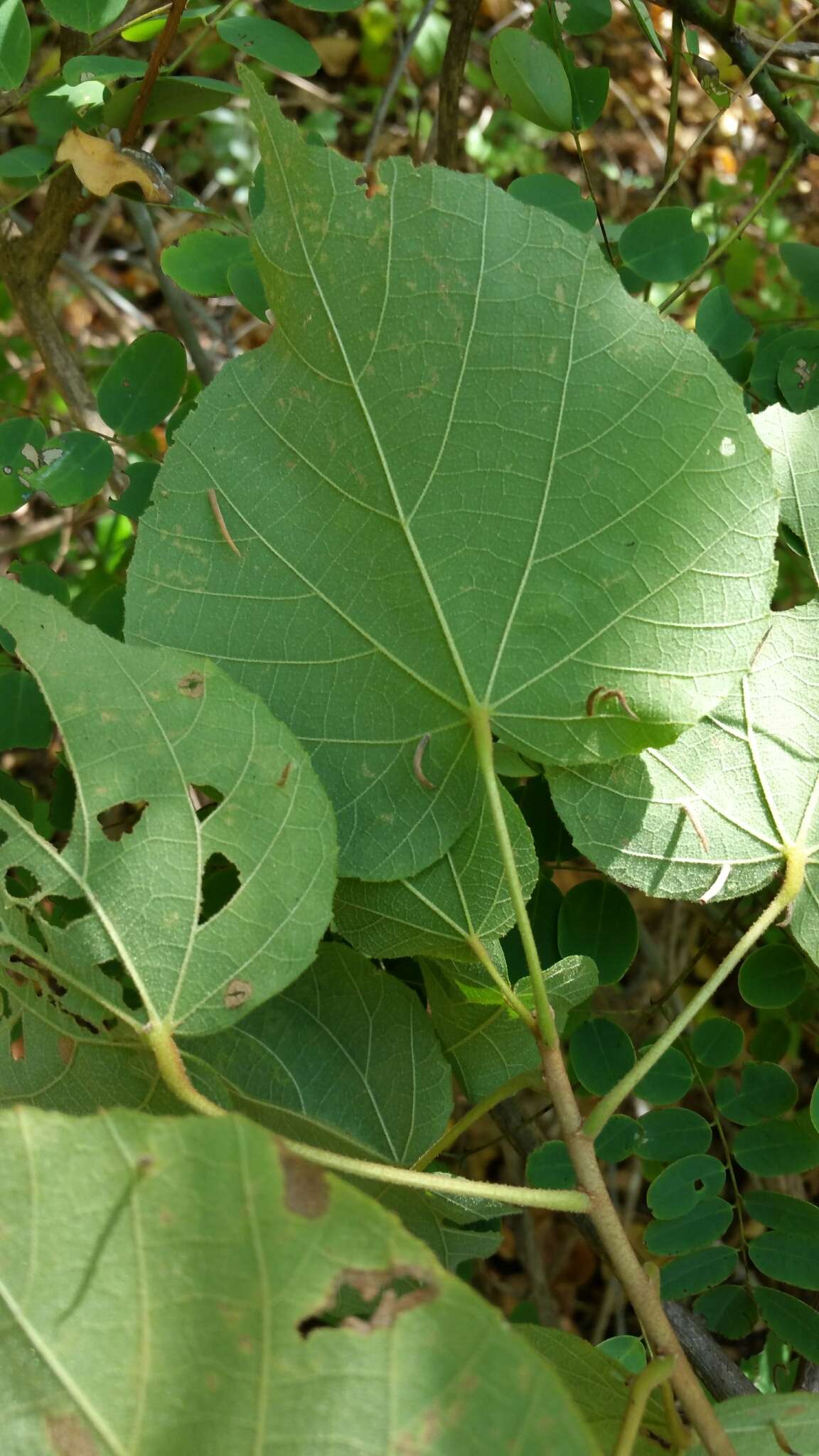 Image of Dombeya hildebrandtii Baill.