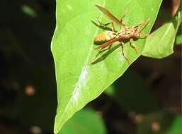 Image of Polistes japonicus de Saussure 1858