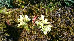 Imagem de Sempervivum globiferum subsp. arenarium (W. D. J. Koch) H.