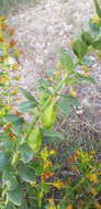 Image of Cleome coluteoides Boiss.