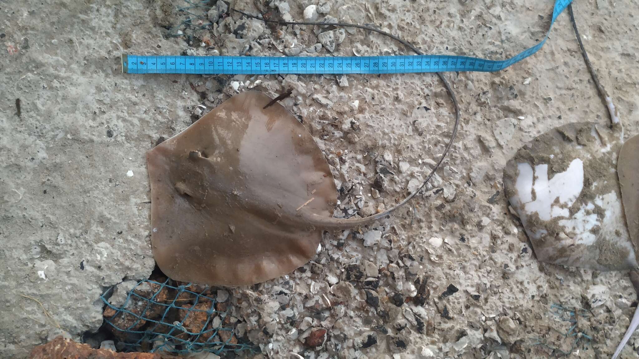 Image of Short-tail whipray