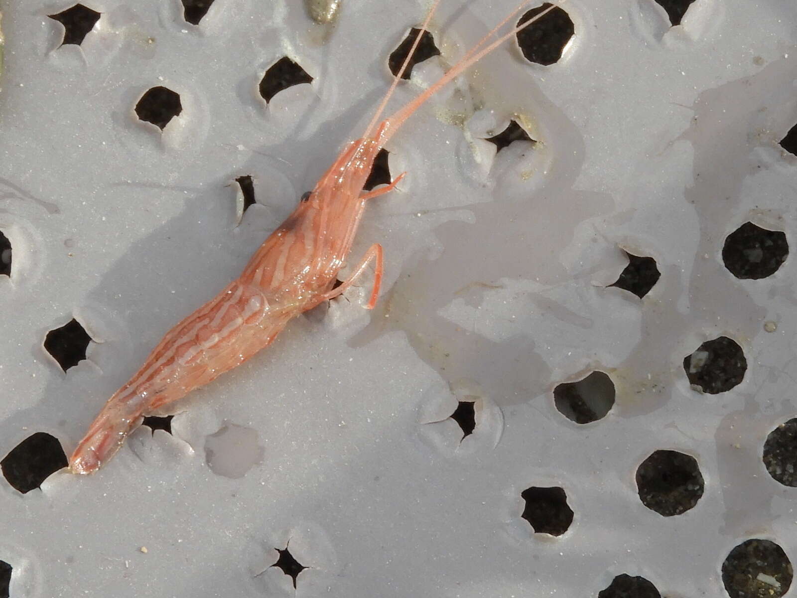 Image of red rock shrimp