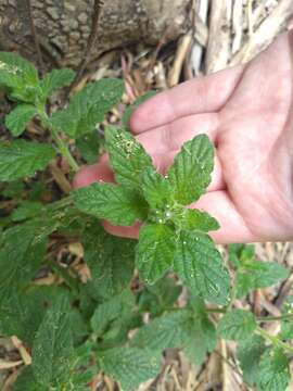 Image of Heliotropium nicotianifolium Poir.