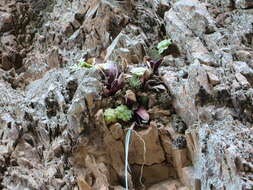 Image of Gasteria vlokii van Jaarsv.