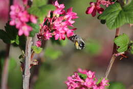 Image of Anthophora pacifica Cresson 1879