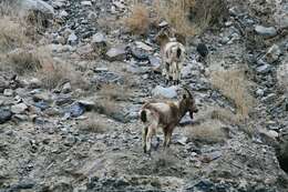 Image of Asiatic Ibex