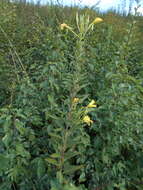 Plancia ëd Oenothera stucchii Soldano