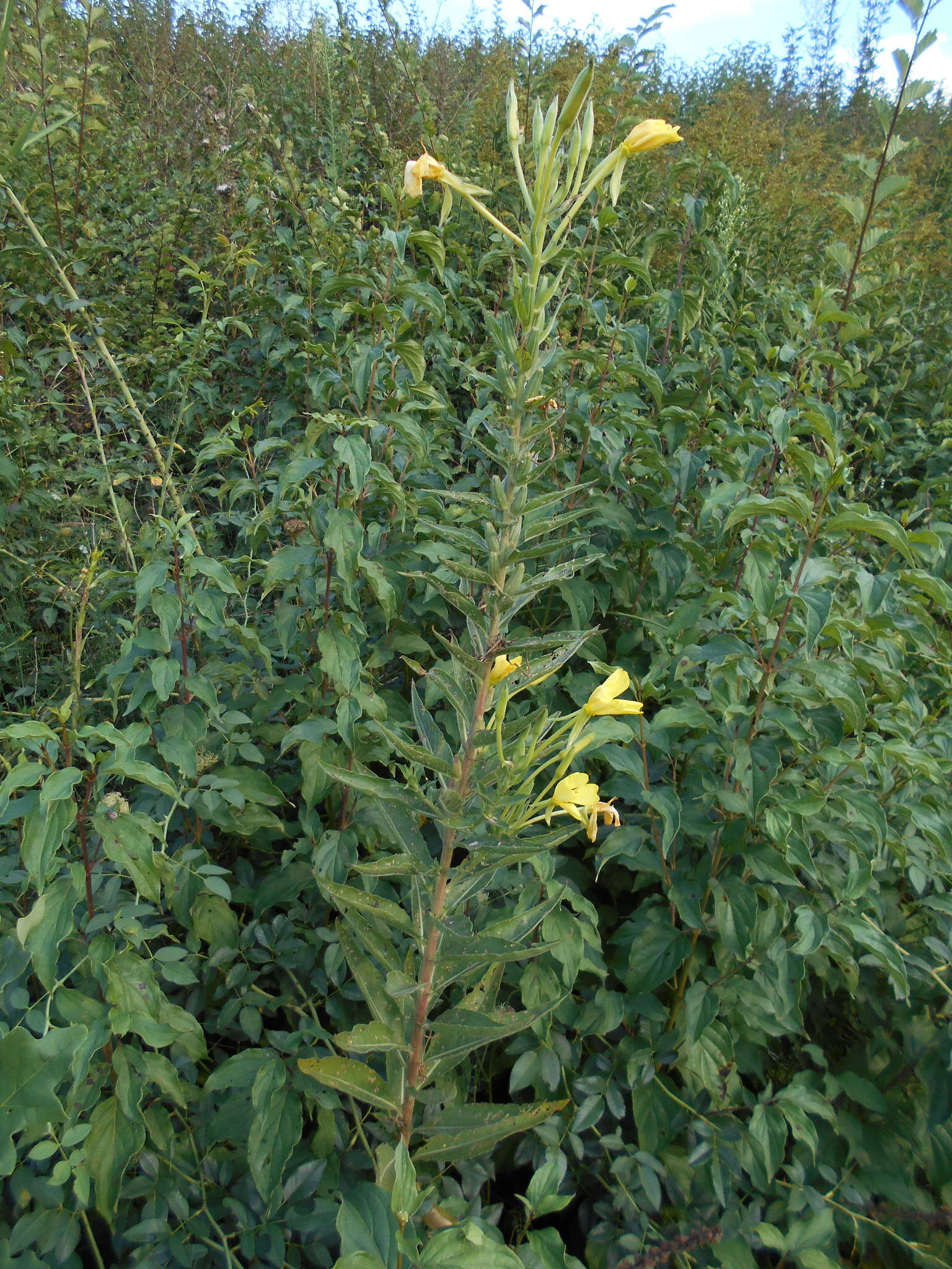 Oenothera stucchii Soldano resmi