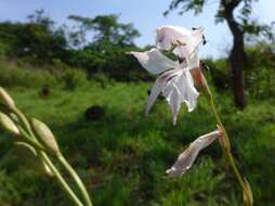 Gladiolus unguiculatus Baker的圖片