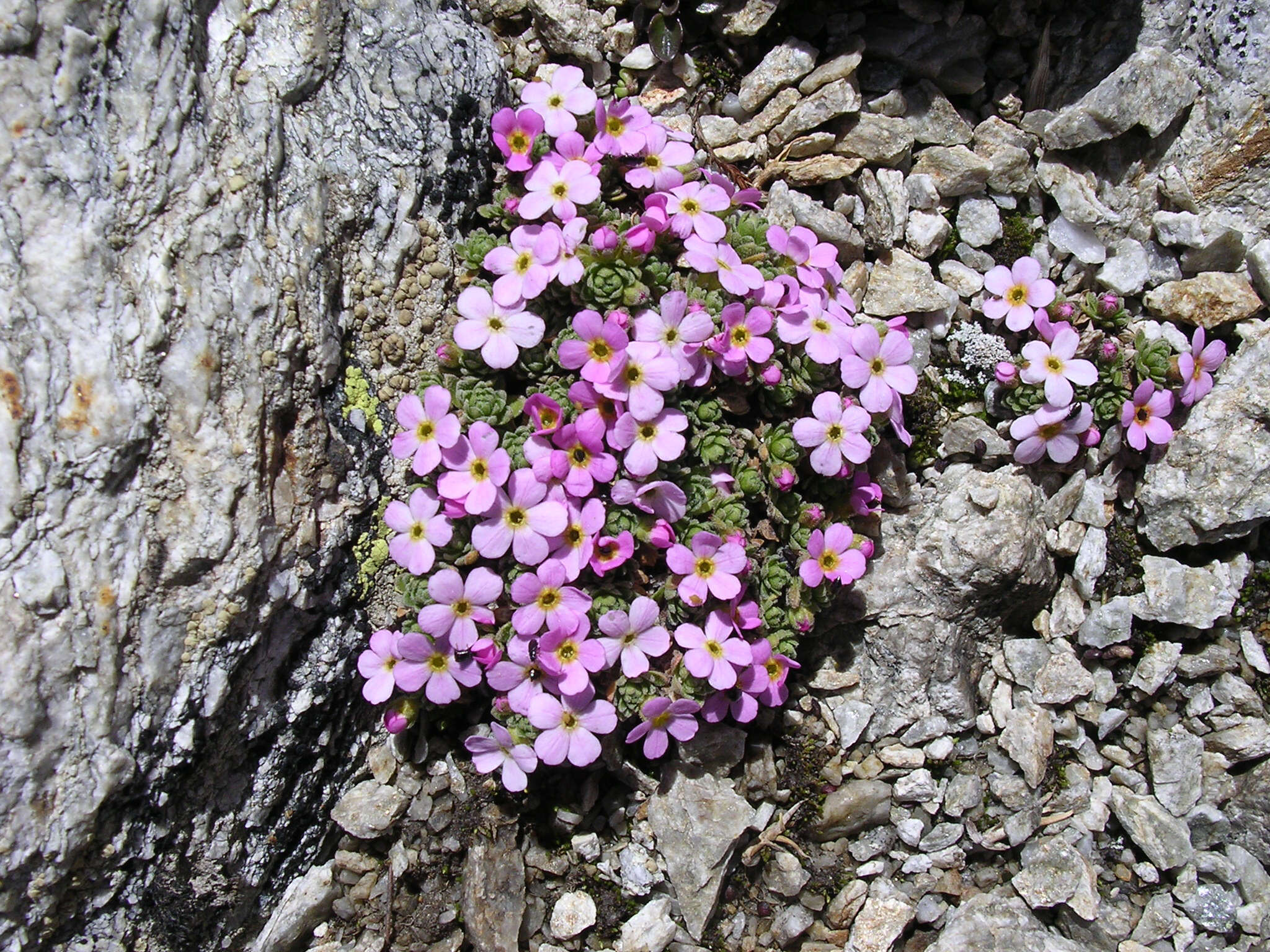 Androsace alpina (L.) Lam. resmi