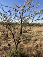 Imagem de Vachellia robusta (Burch.) Kyal. & Boatwr.